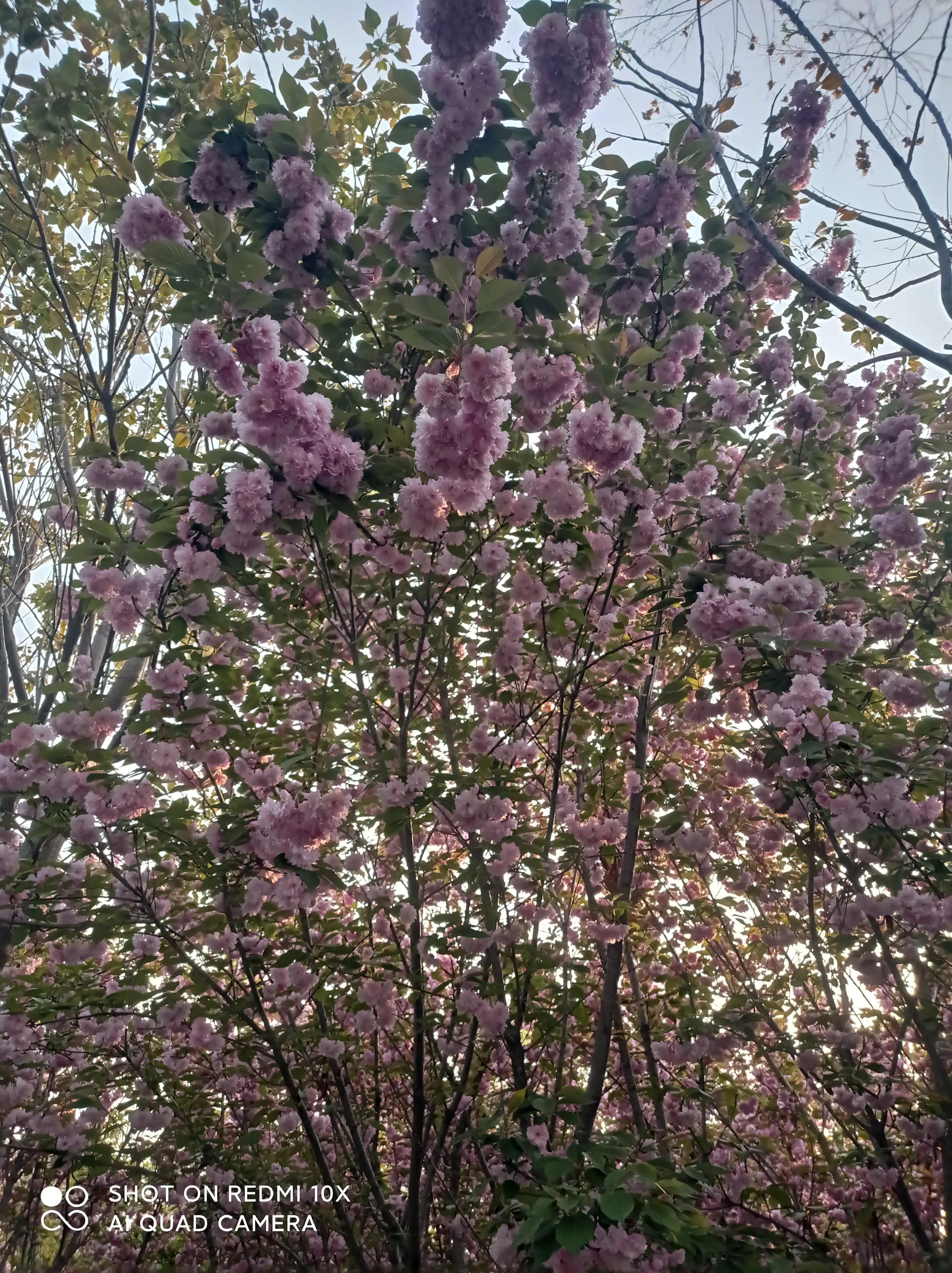 高血压急症治疗要点你了解吗？