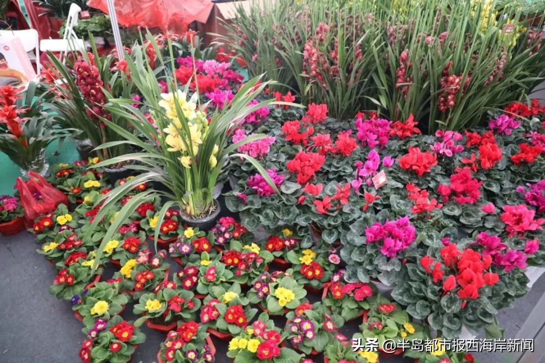 首届金沙滩啤酒城年货节开幕啦！最全攻略带你逛起来购年货