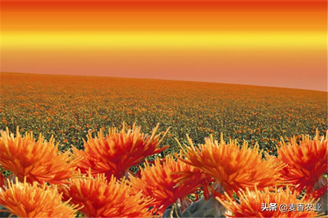 红花的种植方法与注意事项,红花种植方法及注意事项