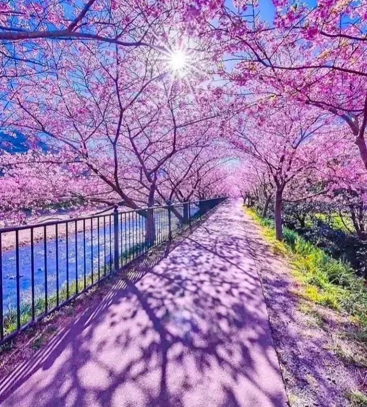 《提醒幸福》作文500字,提醒幸福毕淑敏原文赏析