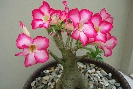 沙漠玫瑰叶片越来越大,沙漠玫瑰长得又细又高