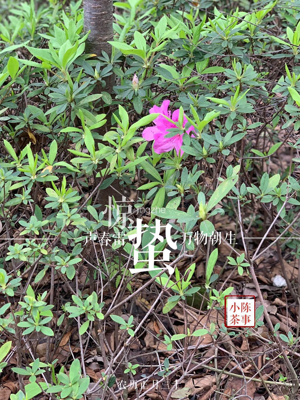 盖碗冲泡白茶的投茶量,白茶紧压白茶冲泡方法图解