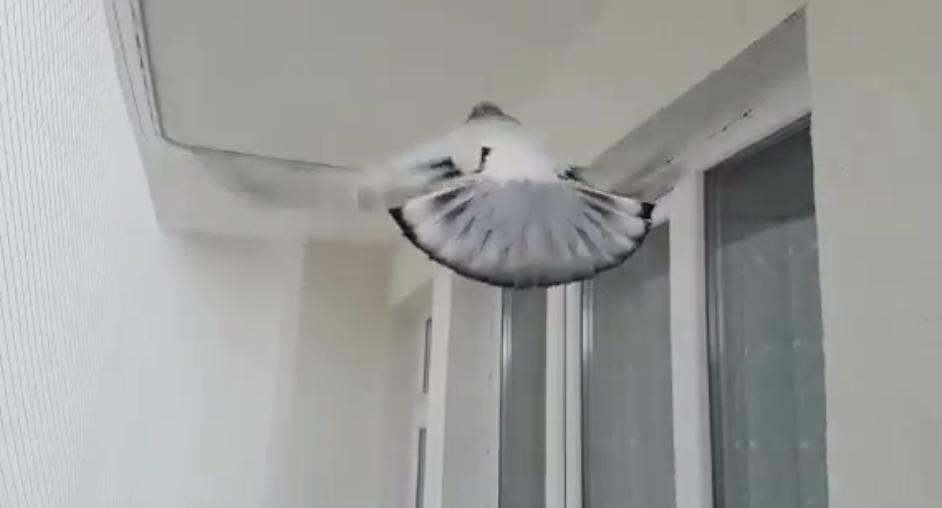 同窝鸽子体型差距大该怎么办？