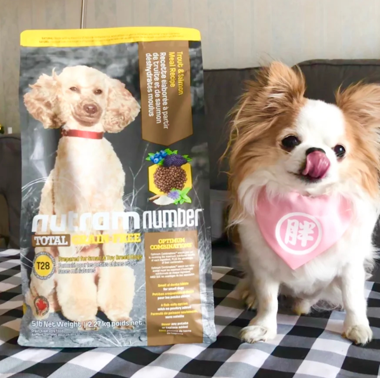 纽顿狗粮测评排行榜前十名,纽顿狗粮和耐吉斯档次一样吗