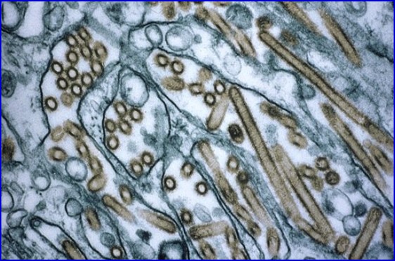 猪流感怎么治才能彻底治好,猪流感的防治措施有哪些