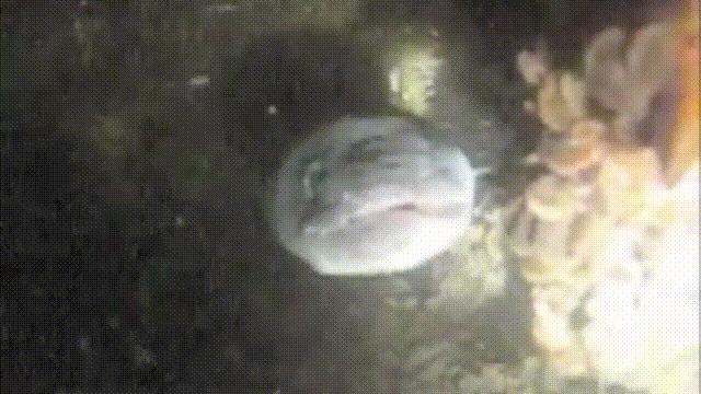 原来，你吃的鳗鱼，每一只都见过海底深渊的秘密｜自说自话的总裁