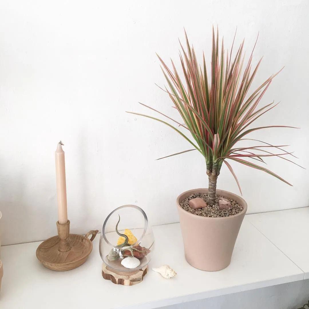 网红必备的高颜值绿植,ins风的网红绿植