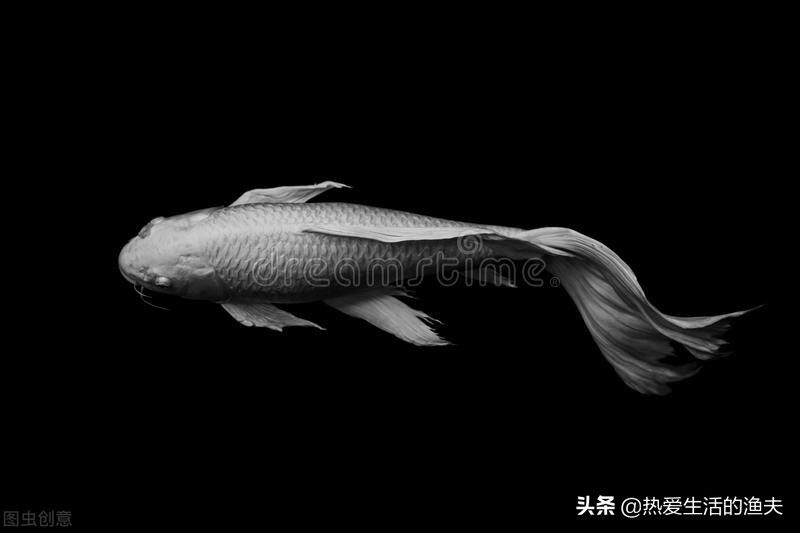 锦鲤体表有血丝是细菌性感染吗,锦鲤烂尾有血丝怎么办