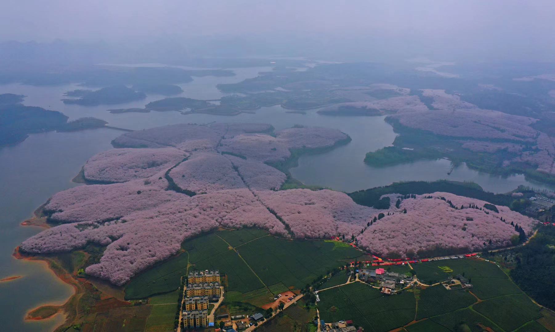 日本人看火遍全网的贵州平坝樱花,贵州平坝的樱花什么时候观赏最佳