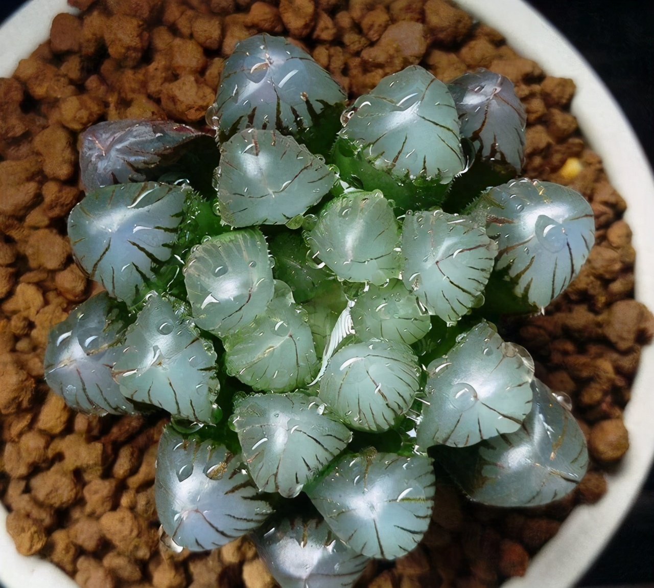 新手夏天养多肉5个保命秘籍,多肉高温雨季如何度夏养护