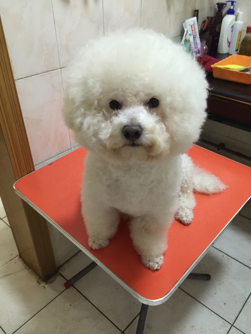 比熊去泪痕最好方法,快速去比熊泪痕有什么好办法