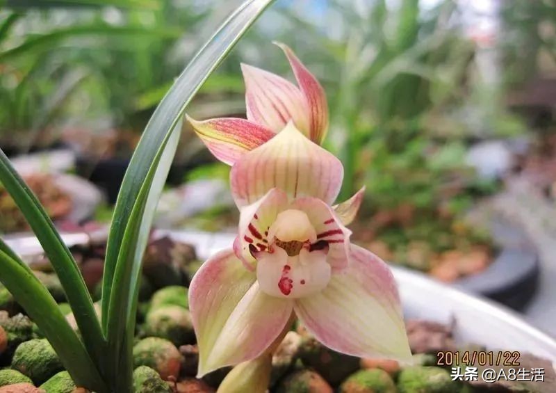 春兰姜氏荷兰名品欣赏,姜氏荷兰花春兰