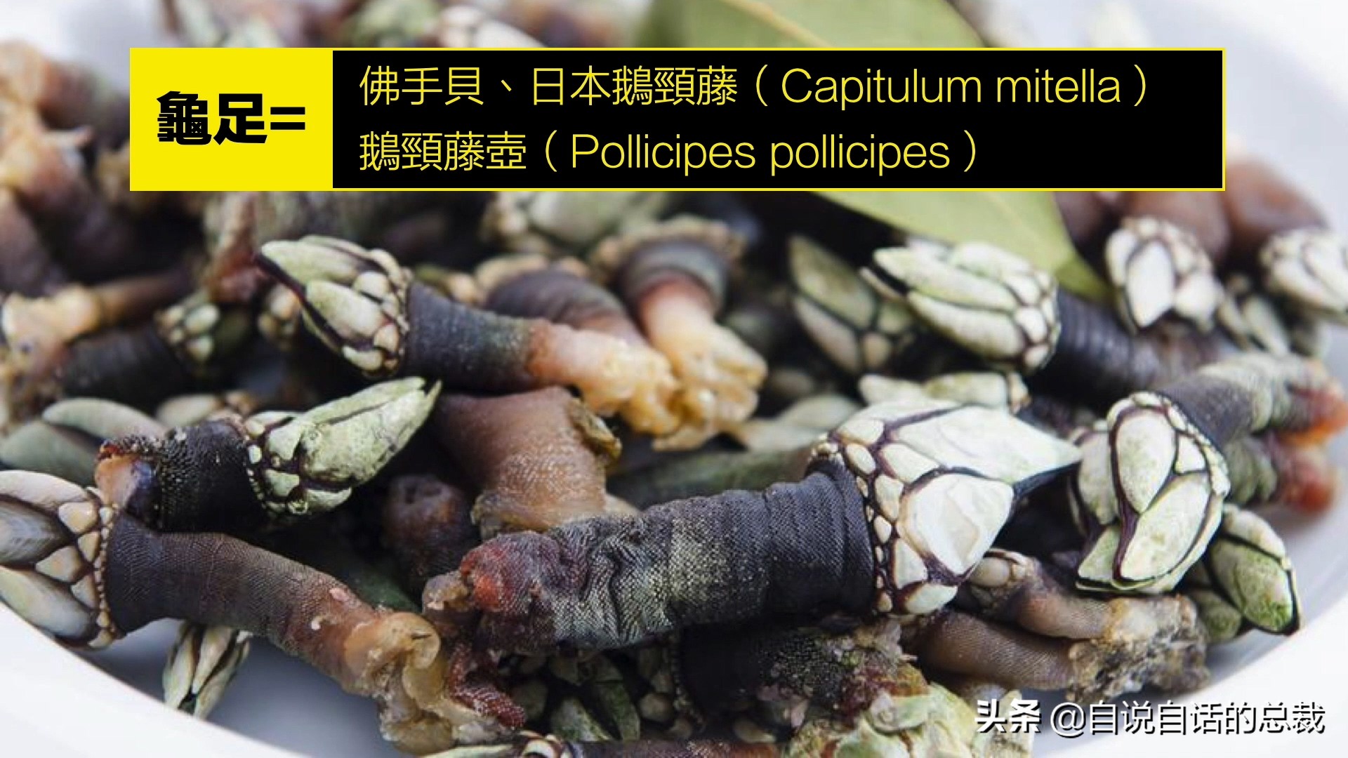 海鲜蛤蜊与蛤蜊区分,蛏子与小人蚬的区别