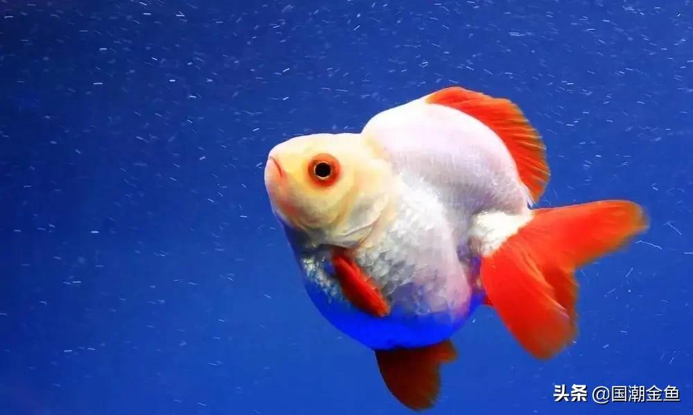 家庭养鱼小技巧和方法,观赏养鱼的方法和技巧