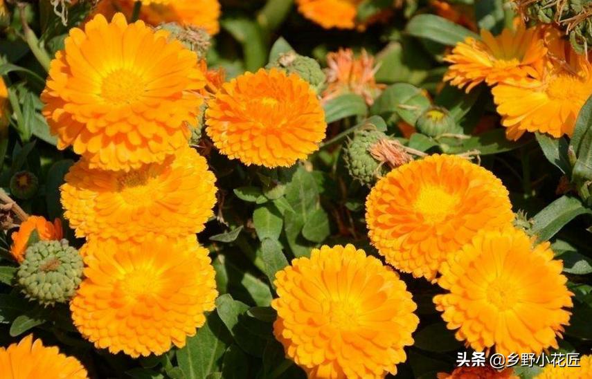 金盏菊花期怎样控制,金盏菊花开多久