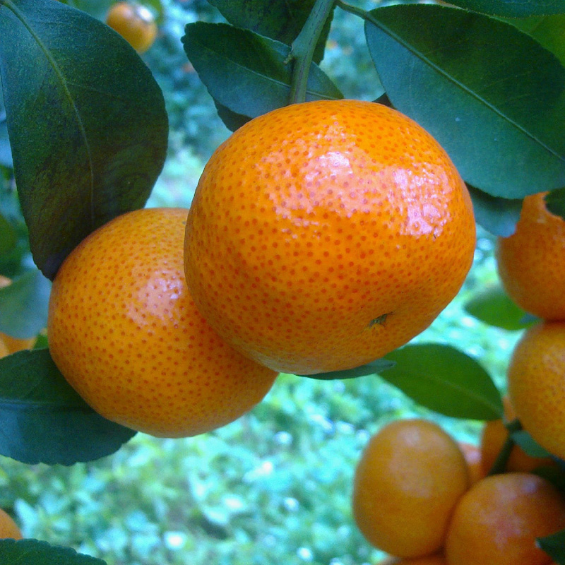 橘子树处于挂果期,这几个基础操作要知道,能让果实变得又大又甜