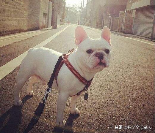 关于法国斗牛犬你不知道的5件事,法国斗牛犬注意事项