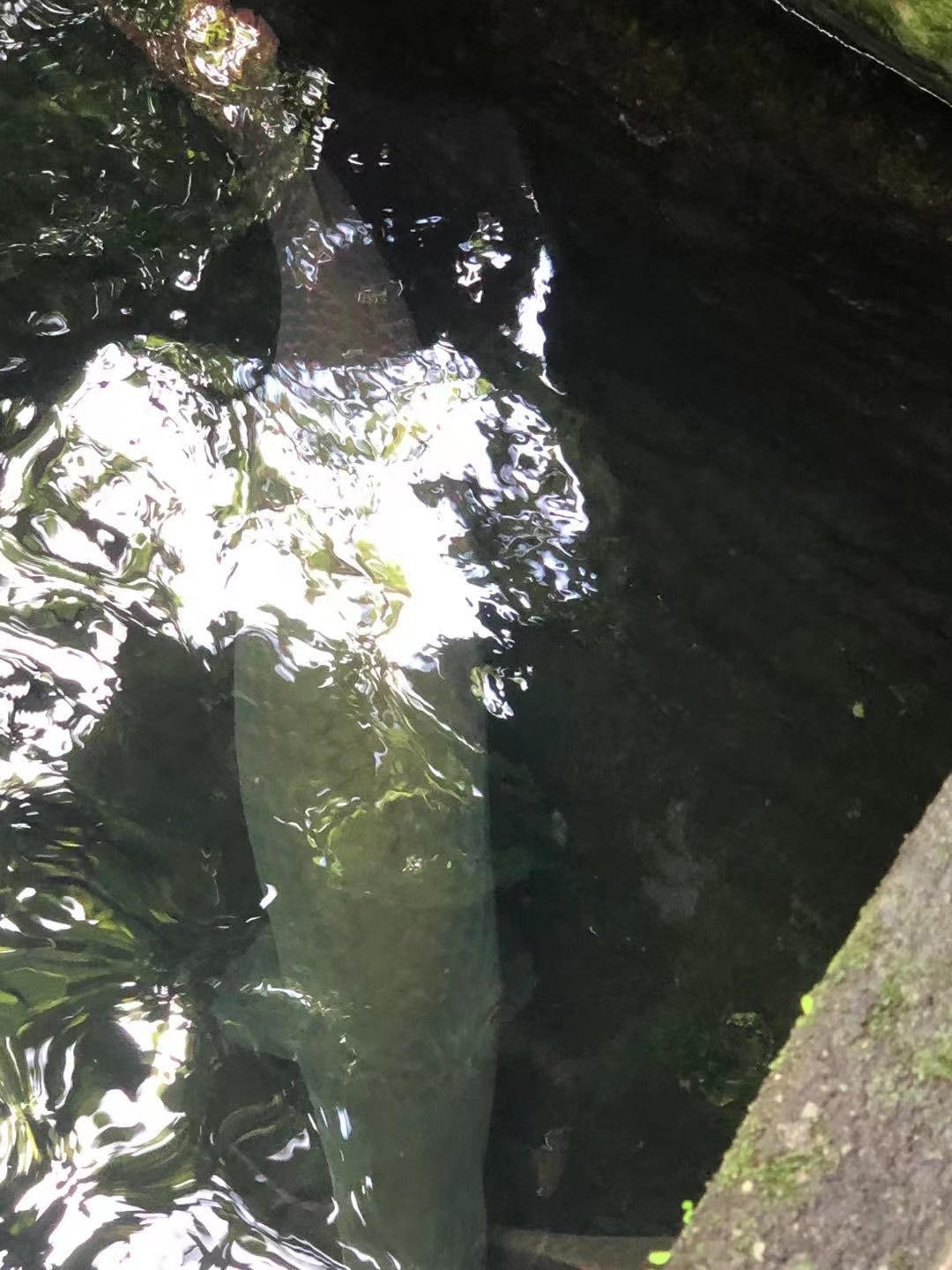 深圳青青世界公园,深圳青青世界门票