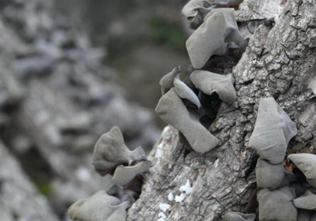黑木耳菌种及栽培技术视频,黑木耳的种植技术和吃法