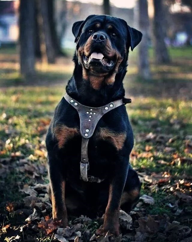 警用防暴犬罗威纳犬,罗威纳是护卫犬还是防暴犬