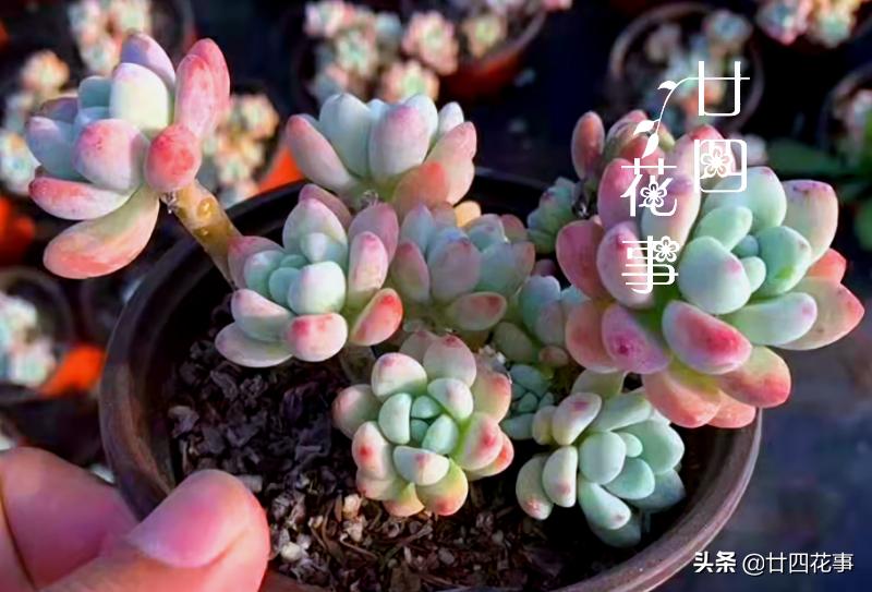 最不怕浇水的5种花,黄叶最好养的4种花