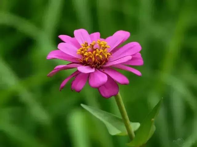 身边常见花卉识别,身边常见的树有哪些