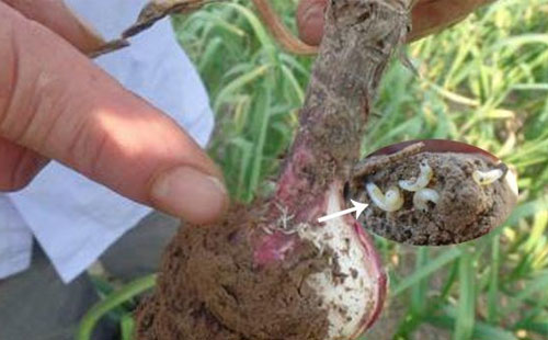 这是防治蒜蛆的特效药，2小时死虫，持效期长达60天