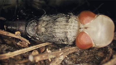 狗子出庭作证、鹦鹉指认凶手，动物的“鬼话”比“人话”更可信？