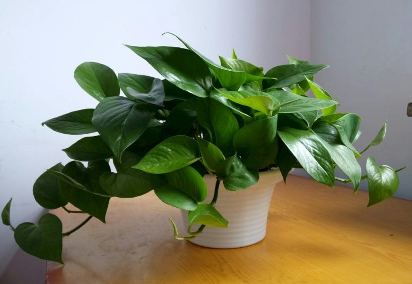 绿萝插扦20多天也没长新枝,绿萝两个月能爆盆吗