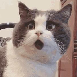 39岁女子高烧不退竟是吸猫惹的祸,宠物猫导致淋巴瘤诱因