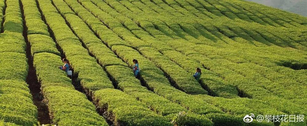 2024攀枝花旅游,攀枝花旅行榜单