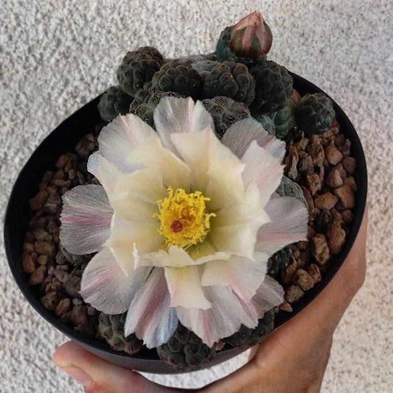 十个仙人球,最新30个仙人球品种