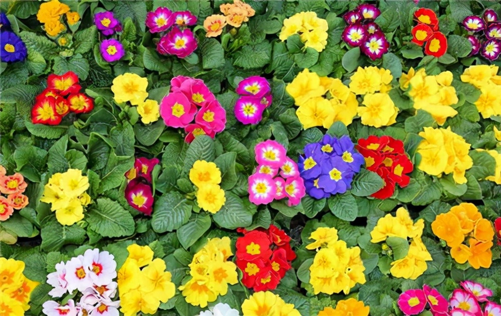 常见花卉养殖总汇,各种花卉植物养殖方法??