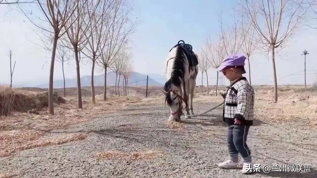 杏林湖黑天鹅,五一假期观光兰州