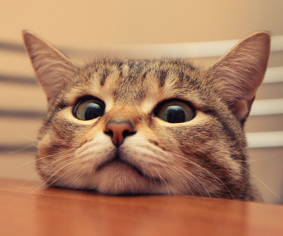 猫眼屎多是什么原因,猫绿色眼屎多怎么回事