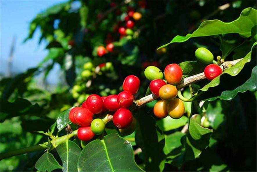 百种水果,100种果子大全