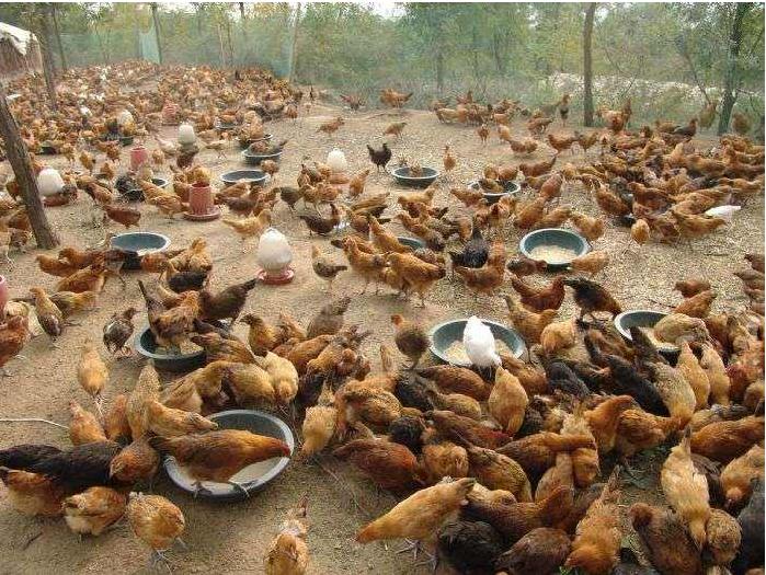 农村养鸡技术与方法详细讲解,养鸡怎么养降低成本的技巧