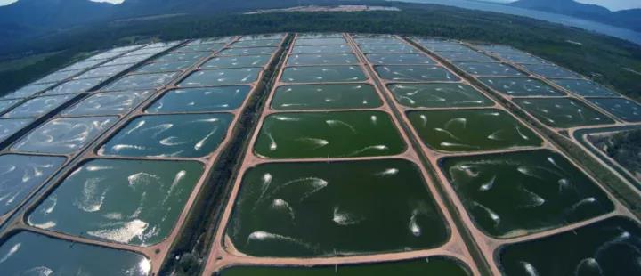 鲍鱼养殖致富经,养殖一亩鲍鱼利润