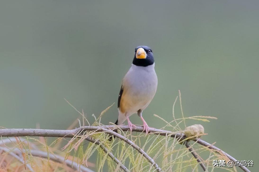 蜡嘴鸟训练技术视频大全,蜡嘴鸟多大开始训