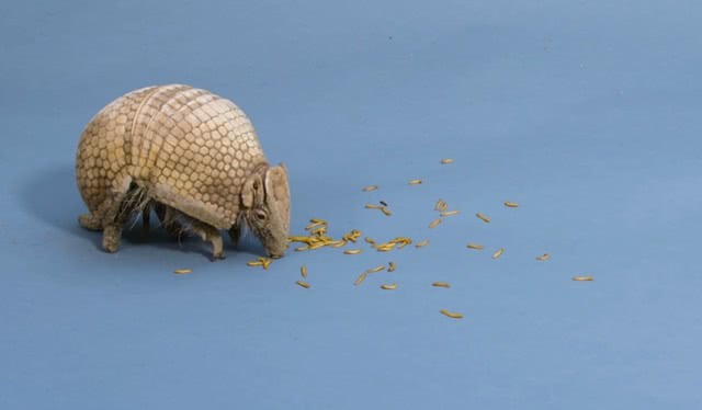 能与狮子老虎抗衡的动物,能和老虎狮子抗衡的动物