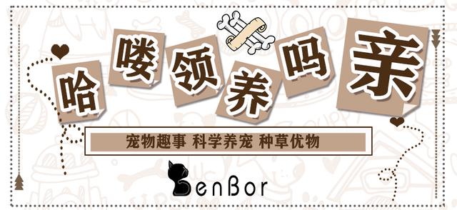 拽猫尾巴会导致拉稀么,为什么拽猫咪的后背毛会抖动