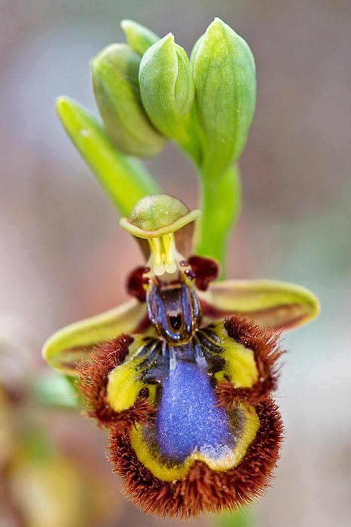 罕见的奇花异草 (160种奇花异草绝对有你没见过的)