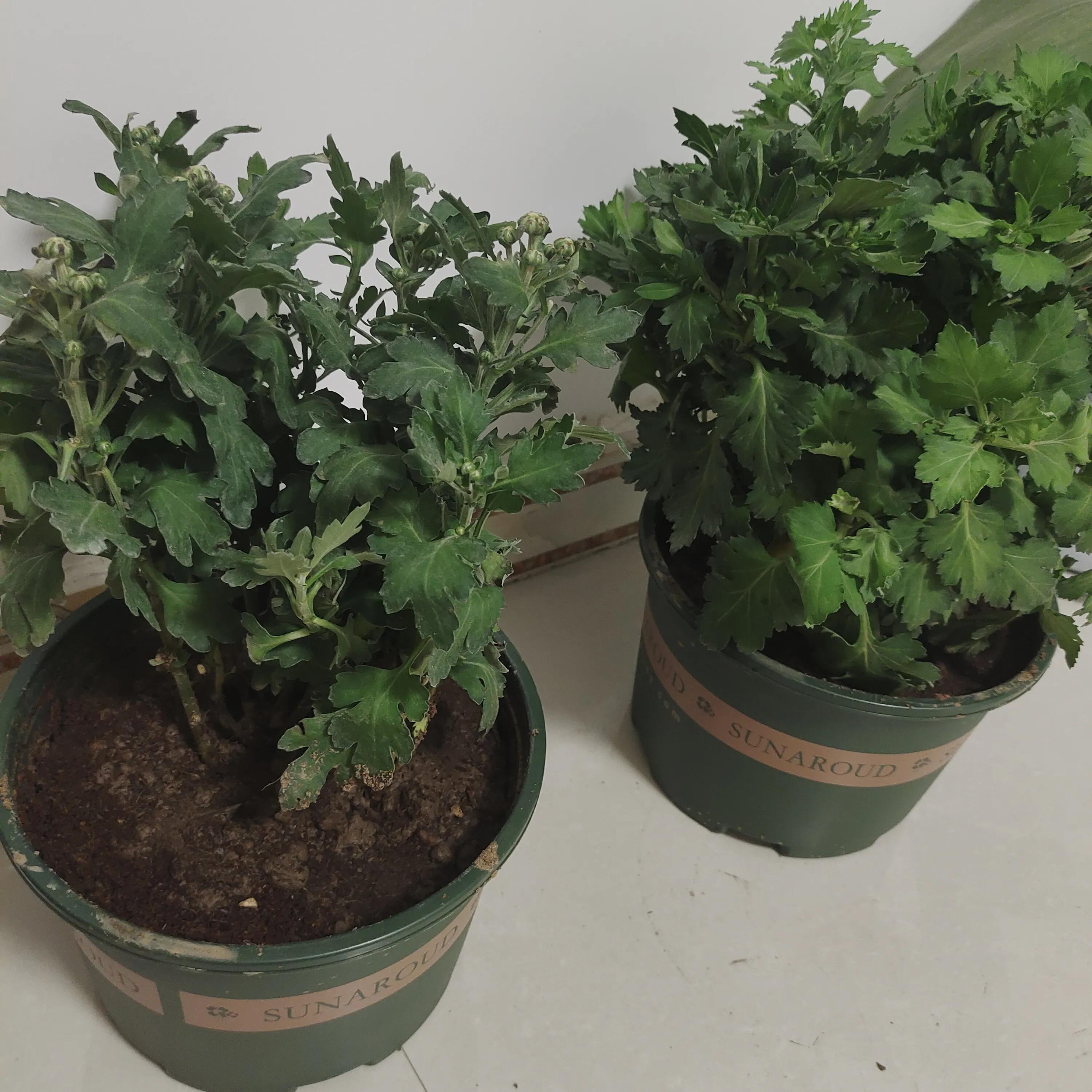 拼多多1元菊花苗,拼多多菊花花苗哪家强