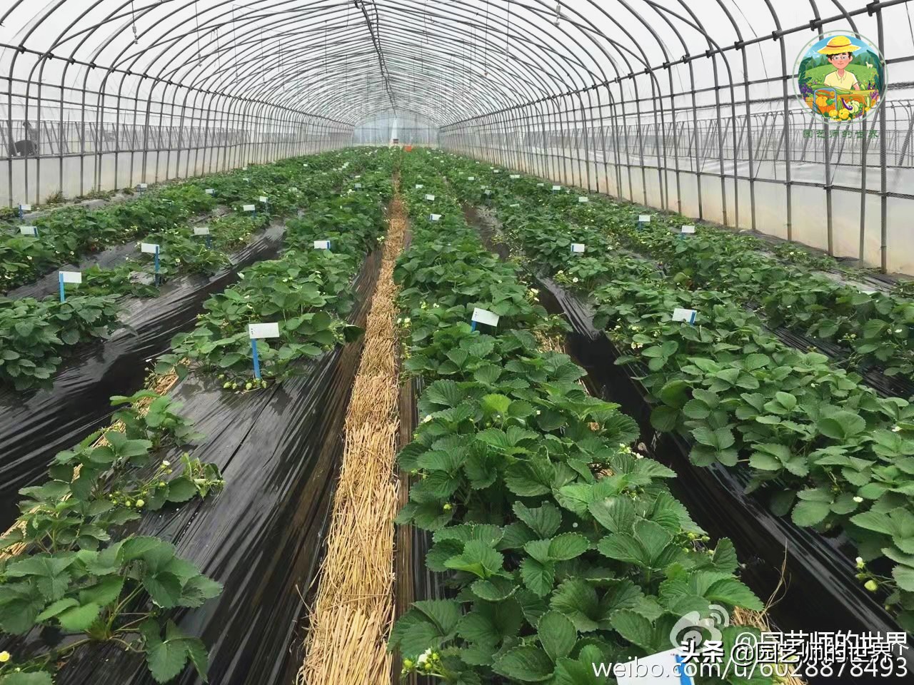 夏季草莓还能开花结果吗,草莓夏季高产