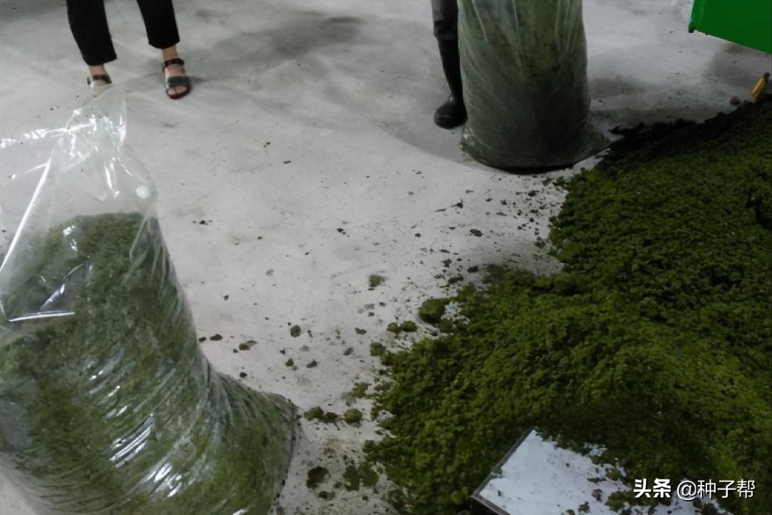 蛋白桑栽培一亩多少棵,蛋白桑骗局