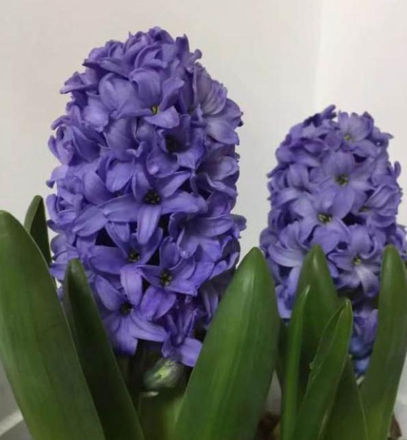 开完花的风信子,开过花的风信子种球还能用吗