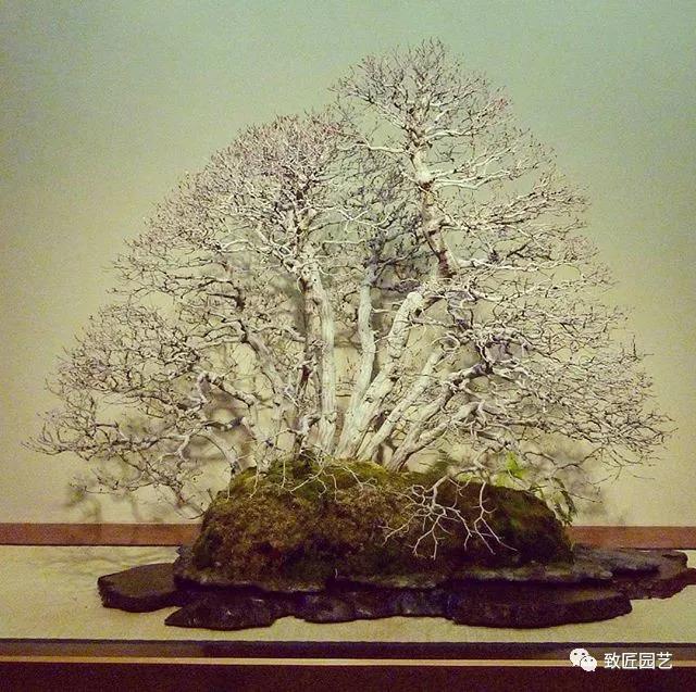 打算做盆景行业怎样入行,想做盆景生意怎么入手