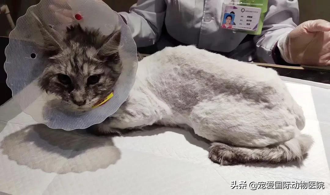 猫传腹治好了还会传染给其他猫吗,猫传腹打441见效后会一直变好吗