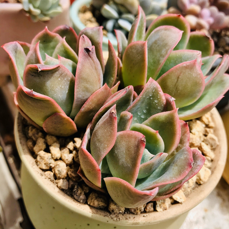 养多肉给多少陶粒,养多肉喂鸡蛋