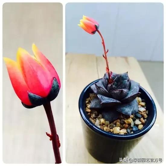 多肉开花怎么办呢,多肉开花的原因和解决方法